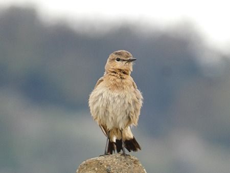 Culbianco isabellino  - Pucci Mario