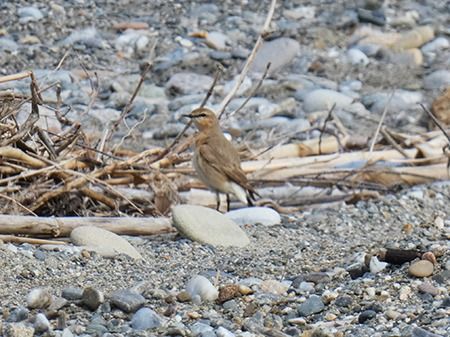 Culbianco isabellino  - Pucci Mario