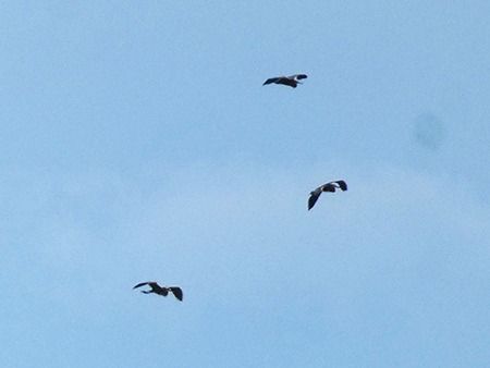 Airone rosso  - Pucci Mario