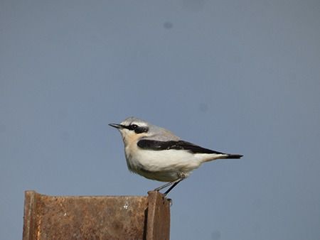 Culbianco  - Pucci Mario