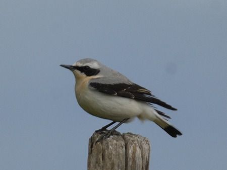 Culbianco  - Pucci Mario