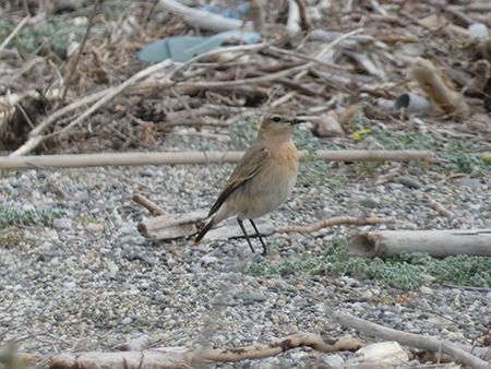 Culbianco isabellino  - Pucci Mario