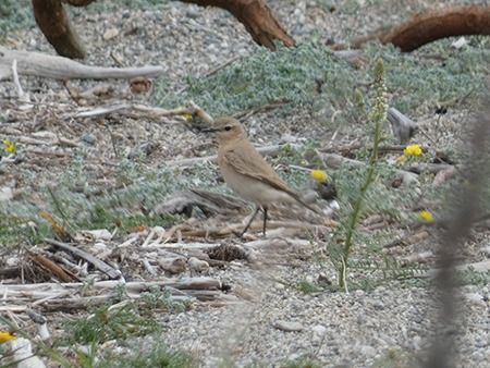 Culbianco isabellino  - Pucci Mario