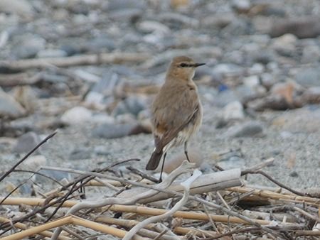 Culbianco isabellino  - Pucci Mario