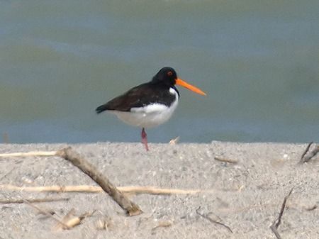 Beccaccia di mare  - Pucci Mario