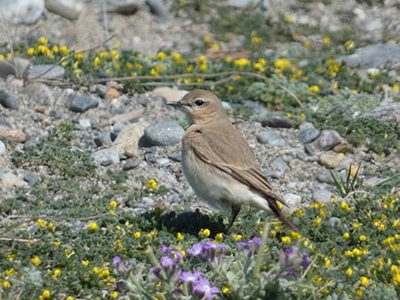 Culbianco isabellino  - Pucci Mario