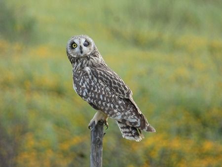 Gufo di palude  - Pucci Mario