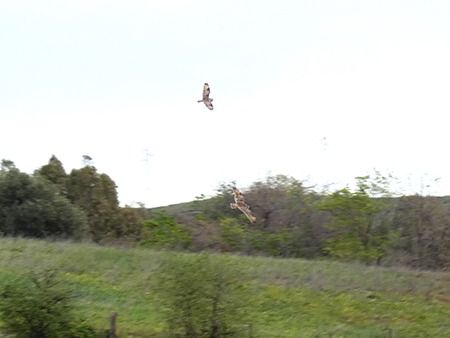 Gufo di palude  - Pucci Mario