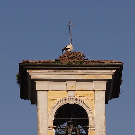 Cicogna bianca  - Stefano Fossati