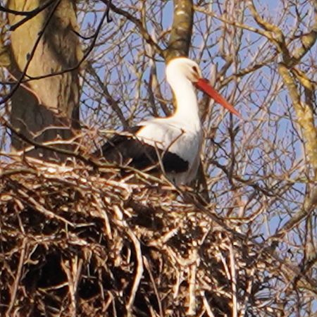 Cicogna bianca  - Stefano Fossati