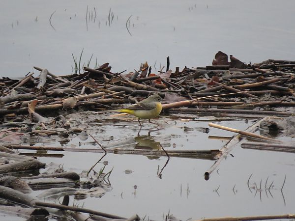 Ballerina gialla  - Matteo Frassi