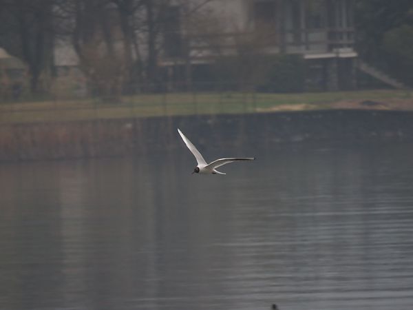 Gabbiano comune  - Matteo Frassi