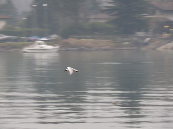 Gabbiano comune  - Matteo Frassi