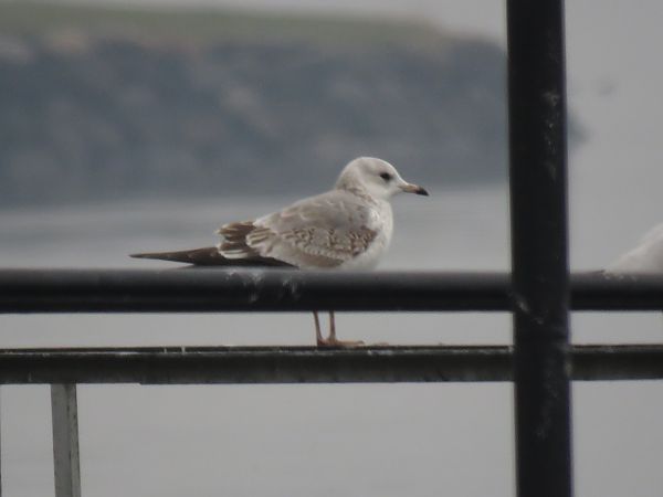 Gavina  - Matteo Frassi