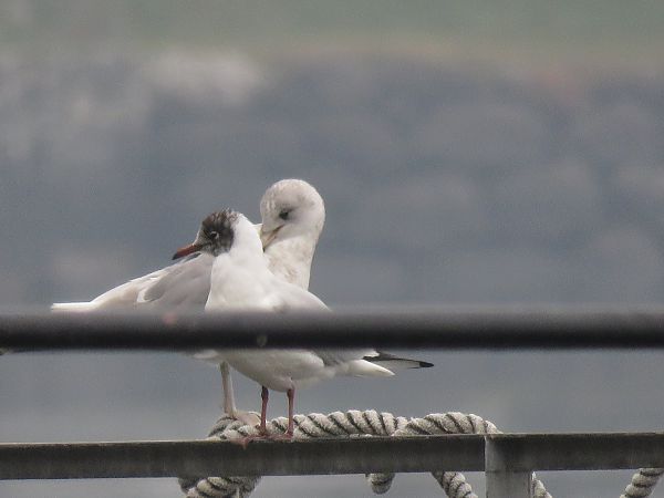 Gavina  - Matteo Frassi