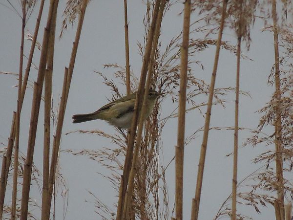 Luì piccolo  - Matteo Frassi