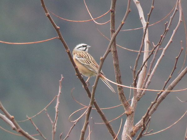 Zigolo muciatto  - Matteo Frassi