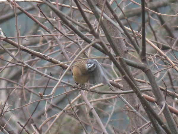 Zigolo muciatto  - Matteo Frassi