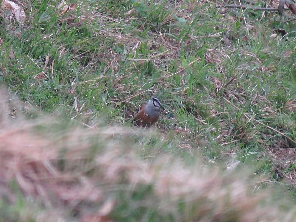 Zigolo muciatto  - Matteo Frassi