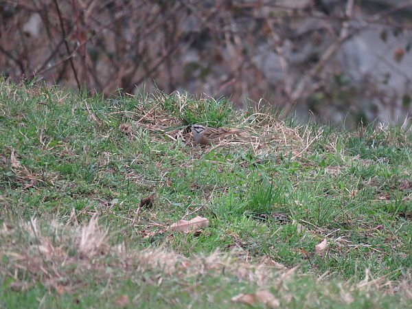Zigolo muciatto  - Matteo Frassi