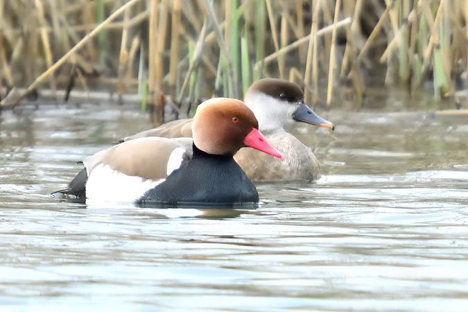 Fistione turco  - Andrea Zappia
