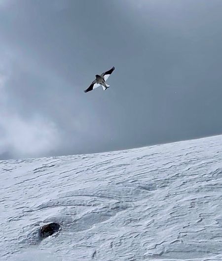 Fringuello alpino  - Krzysztof Lis