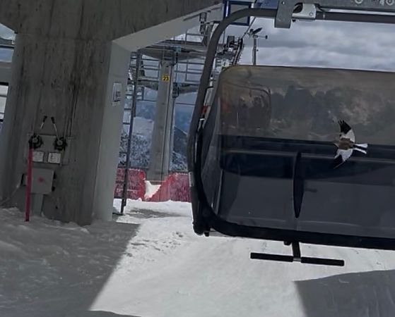 Fringuello alpino  - Krzysztof Lis