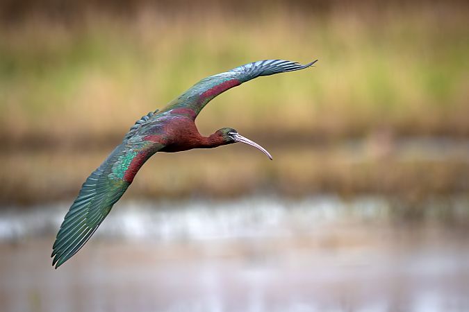 Sichler  - Pier Podavini