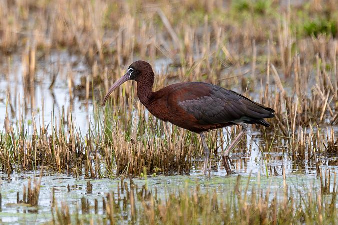 Mignattaio  - Pier Podavini