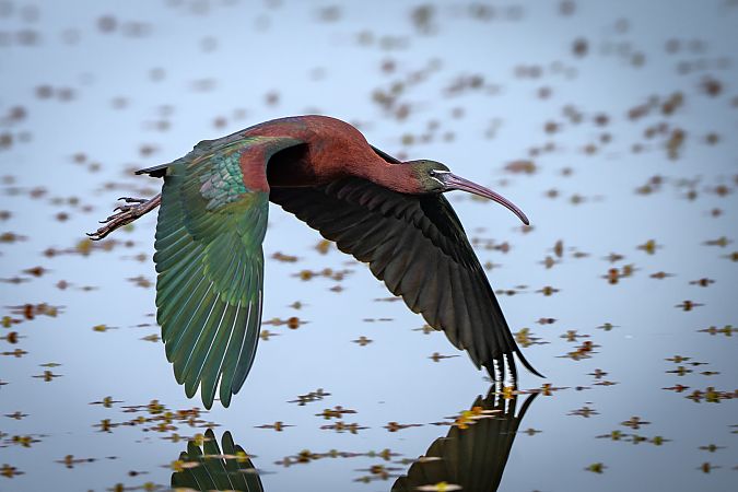 Mignattaio  - Pier Podavini