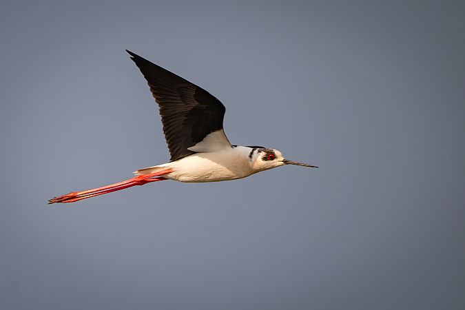 Cavaliere d'Italia  - Pier Podavini