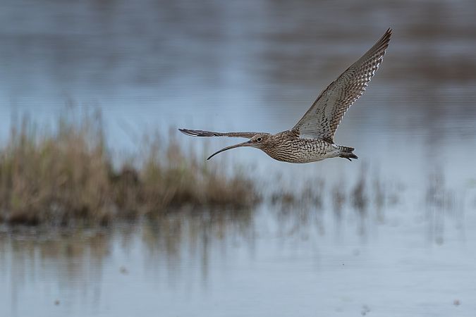Chiurlo maggiore  - Pier Podavini