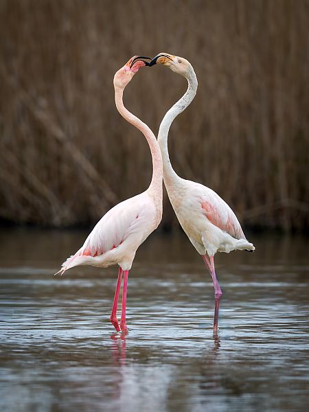 Fenicottero  - Pier Podavini