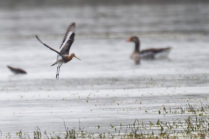 Pittima reale  - Pier Podavini