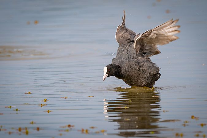 Folaga  - Pier Podavini