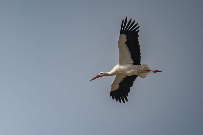 Cicogna bianca  - Pier Podavini
