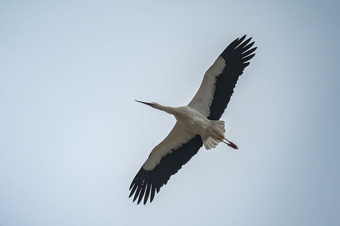 Cicogna bianca  - Pier Podavini
