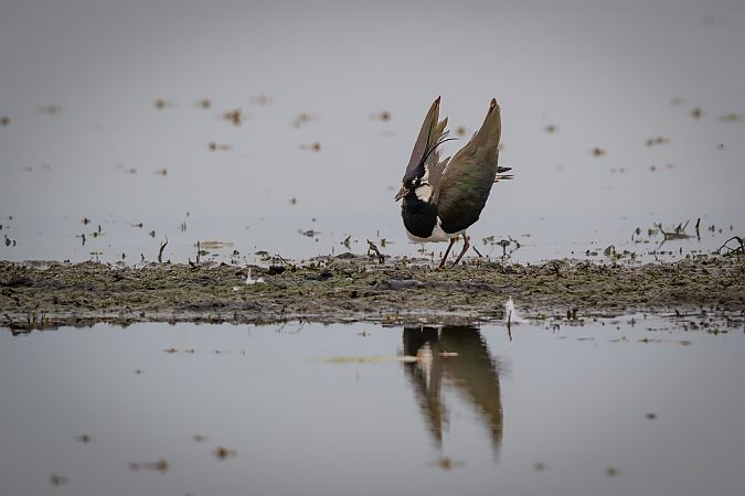 Pavoncella  - Pier Podavini