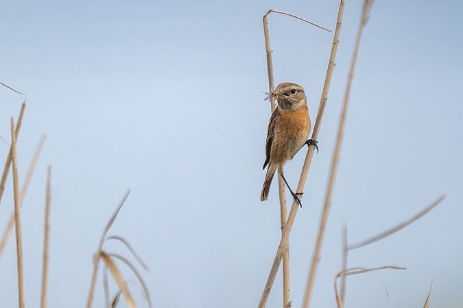 Saltimpalo comune  - Pier Podavini