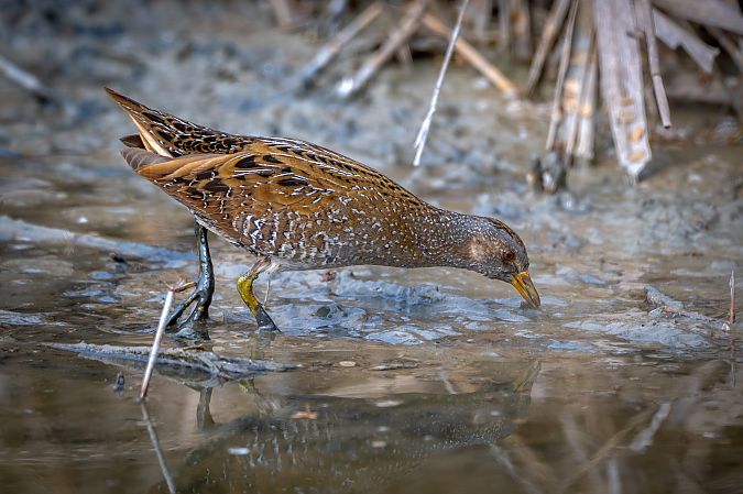 Voltolino  - Pier Podavini