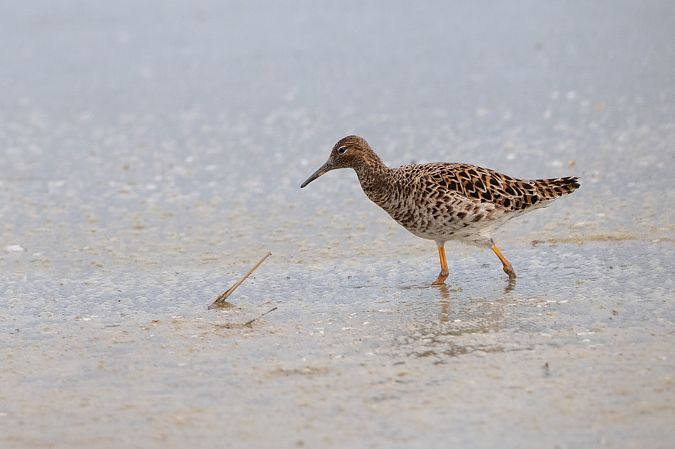 Combattente  - Pier Podavini