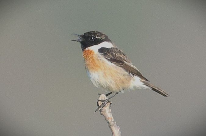 Saltimpalo comune  - Giacomo Bazzini