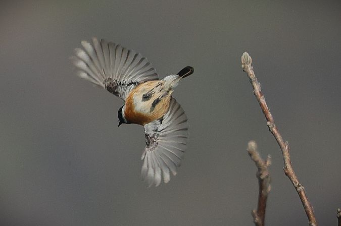 Saltimpalo comune  - Giacomo Bazzini