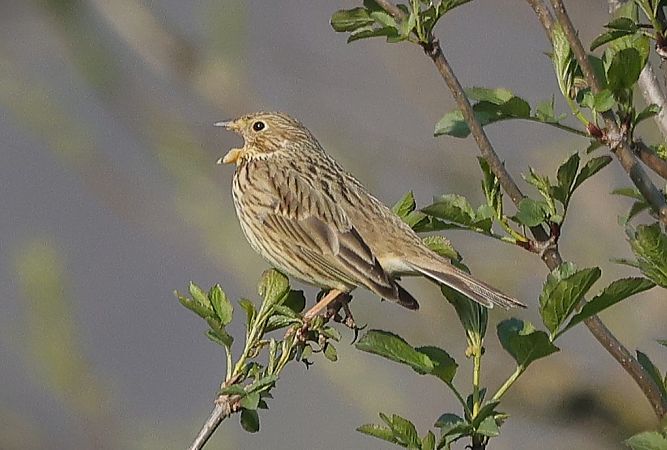 Strillozzo  - Giacomo Bazzini