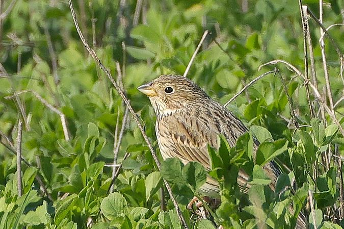 Strillozzo  - Giacomo Bazzini
