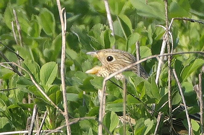 Strillozzo  - Giacomo Bazzini
