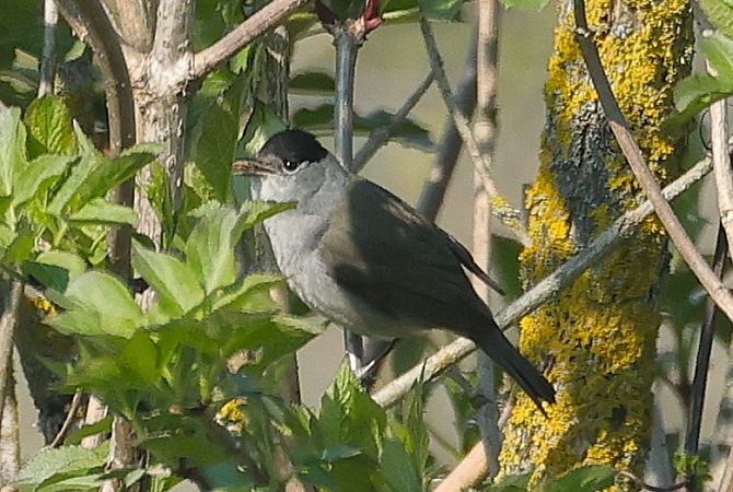 Capinera  - Giacomo Bazzini