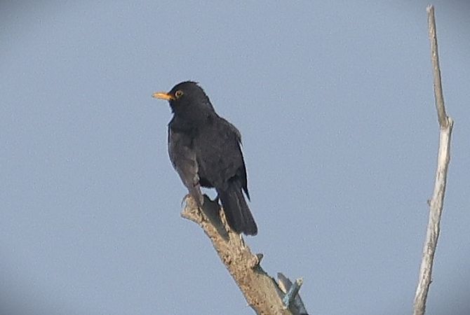 Merlo  - Giacomo Bazzini