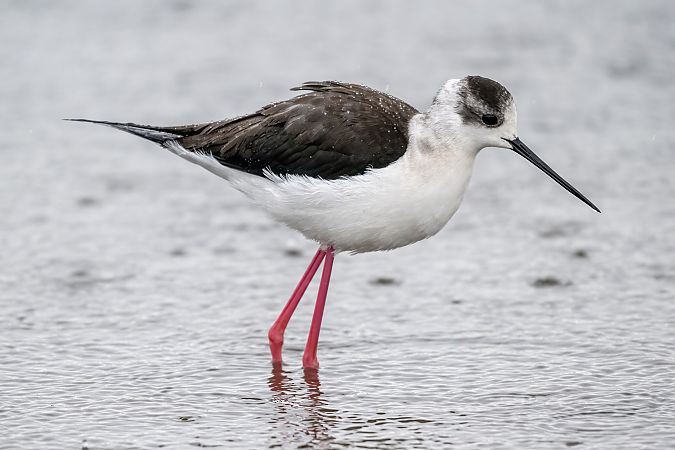 Cavaliere d'Italia  - Sandro Allegretti