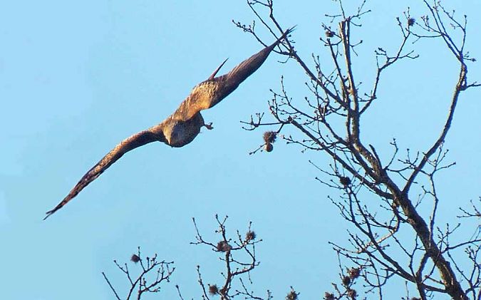 Nibbio reale  - Luigi Andena